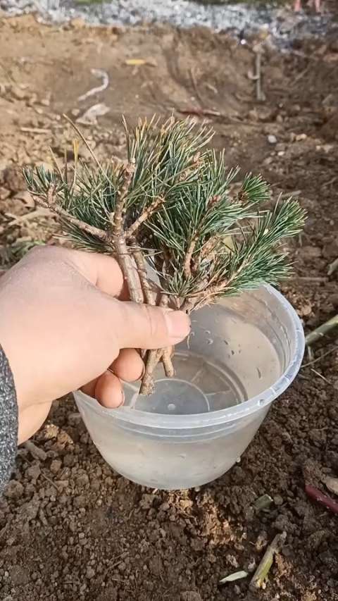 五针松扦插生根技术,成活率高达百分之百
