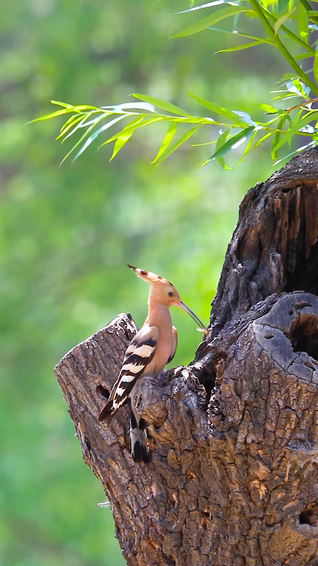 戴胜鸟#鸟类摄影 #保护鸟类 #唯美意境