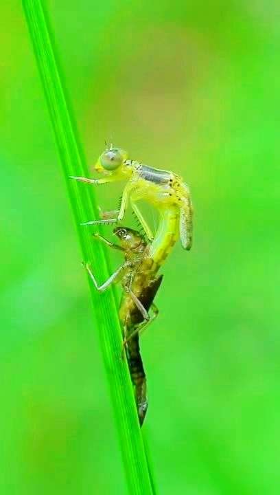 蜕变蜻蜓,生命的轮回!