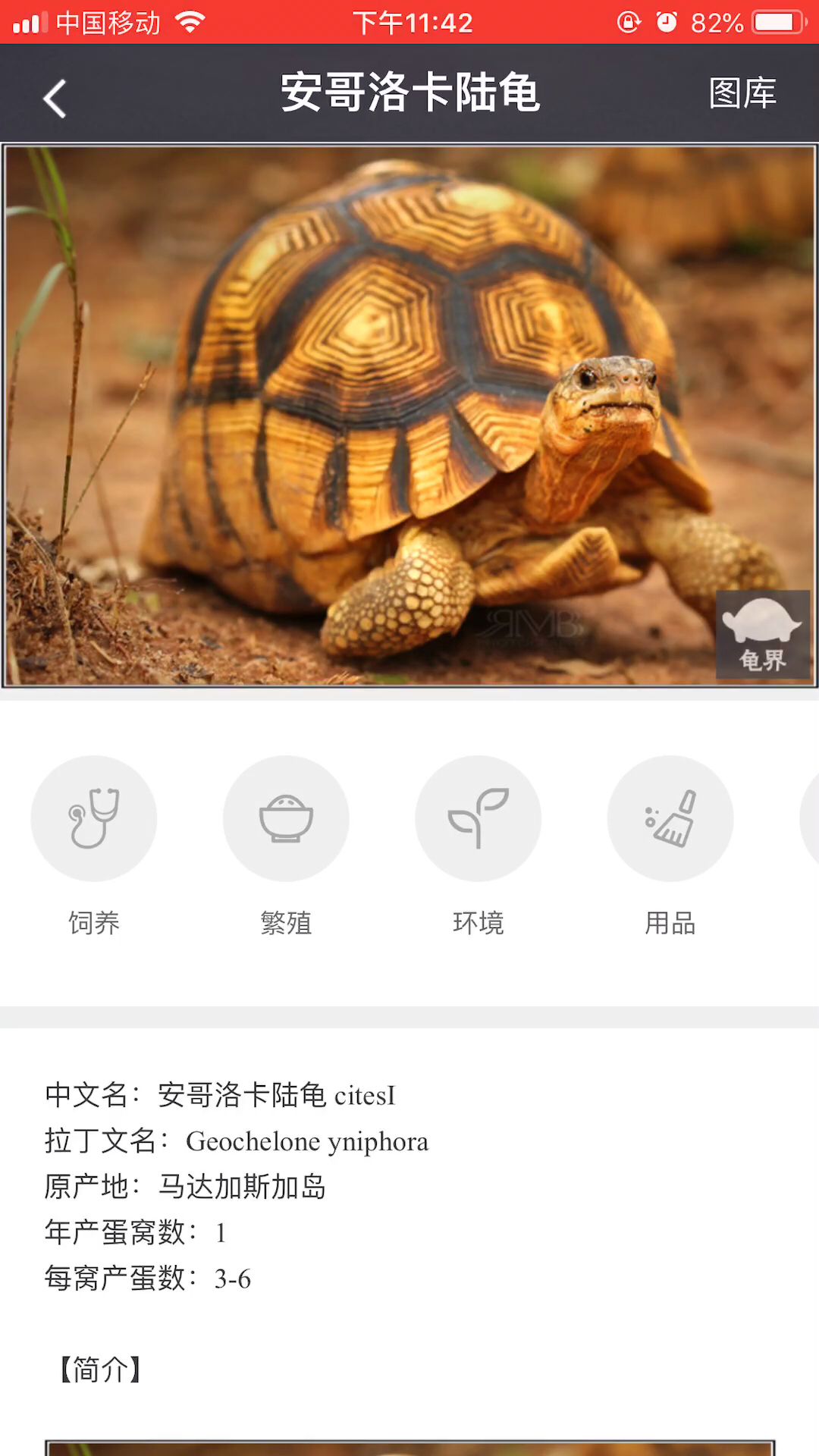 安哥洛卡陆龟98(陆龟之王)每一个养龟人的梦想,在原据地马岛是它被