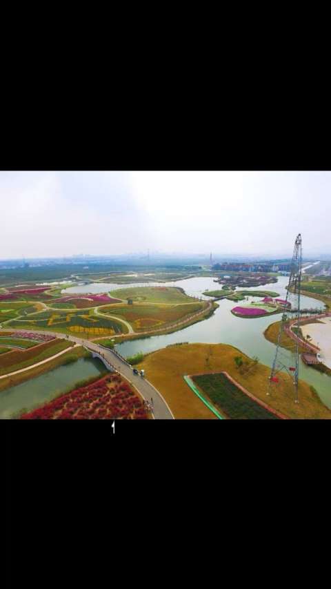 航拍灌云伊甸园花海