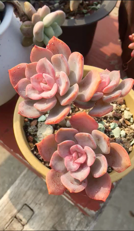 粉色糖心状态的,滨海玫瑰