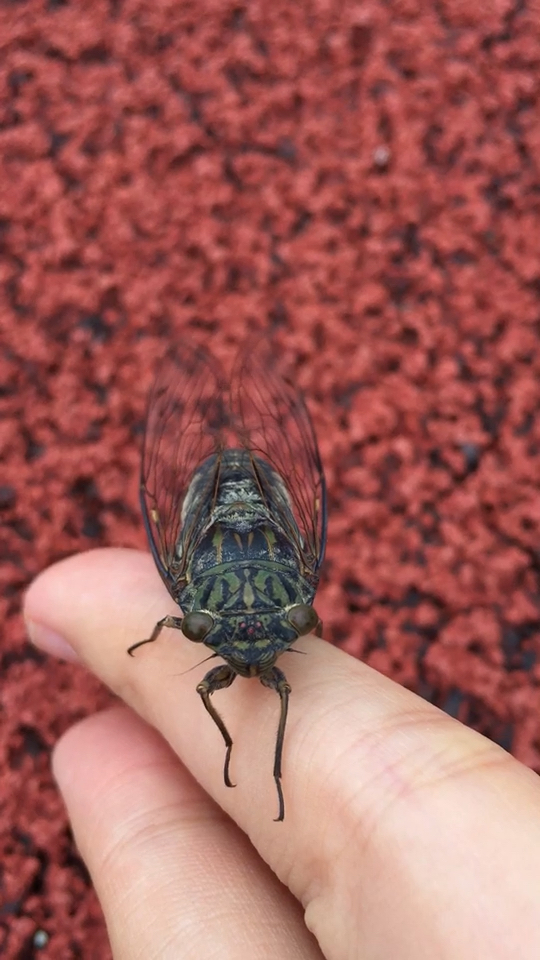 四川牛蚊子好大98