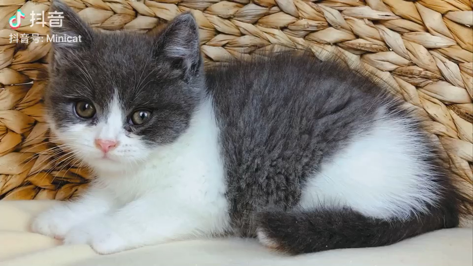 英短蓝白弟弟预定出窝