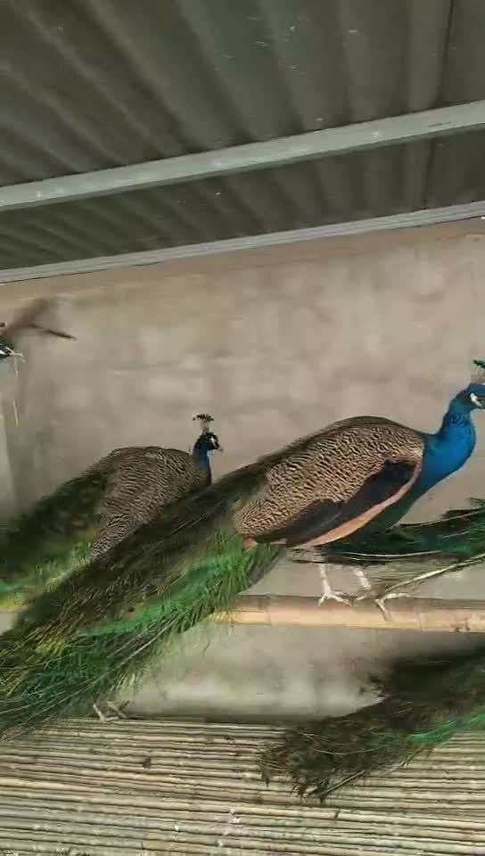 孔雀窝里好孔雀