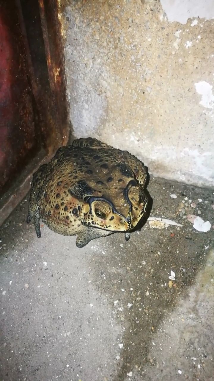 三只腿的大蛤蟆