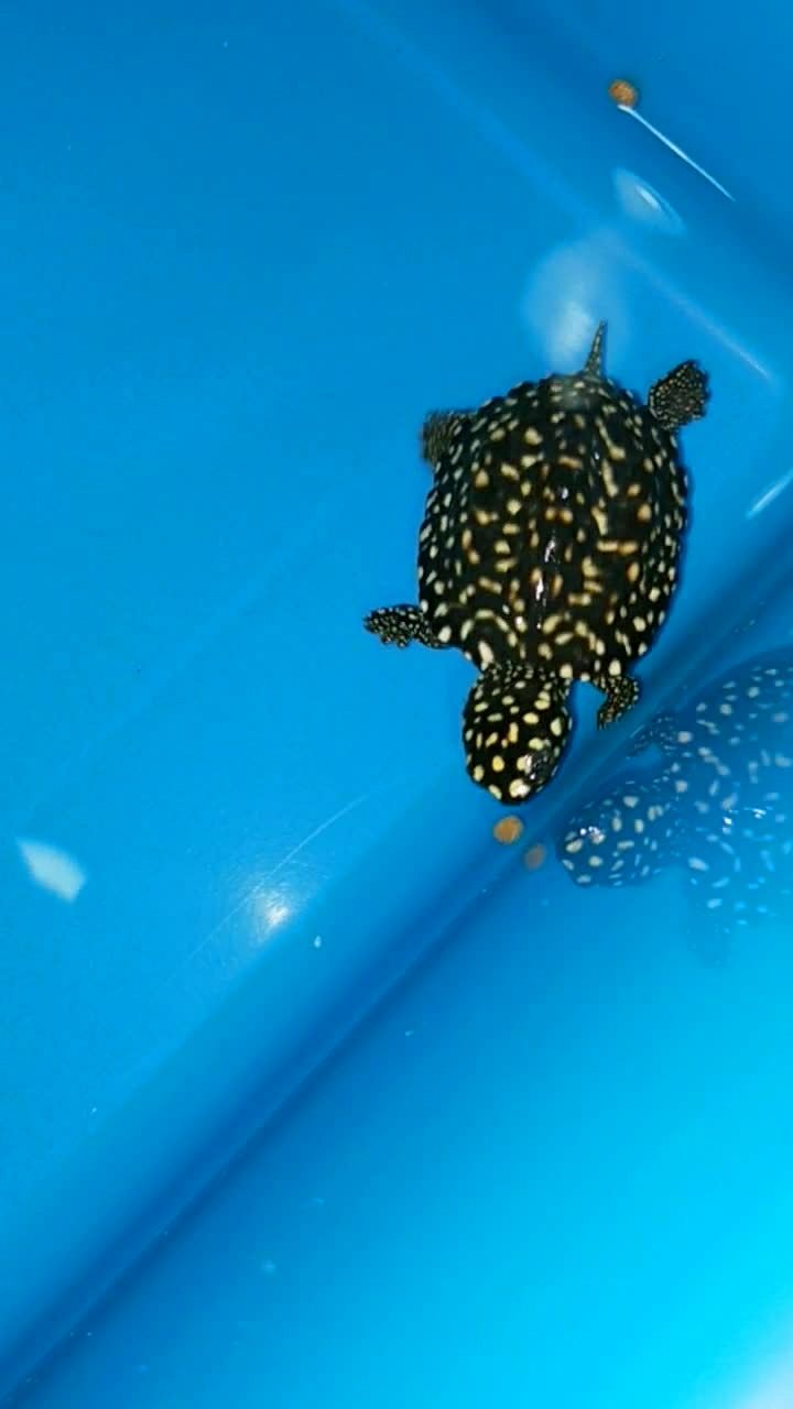 萌宠 满天星 #斑点池龟