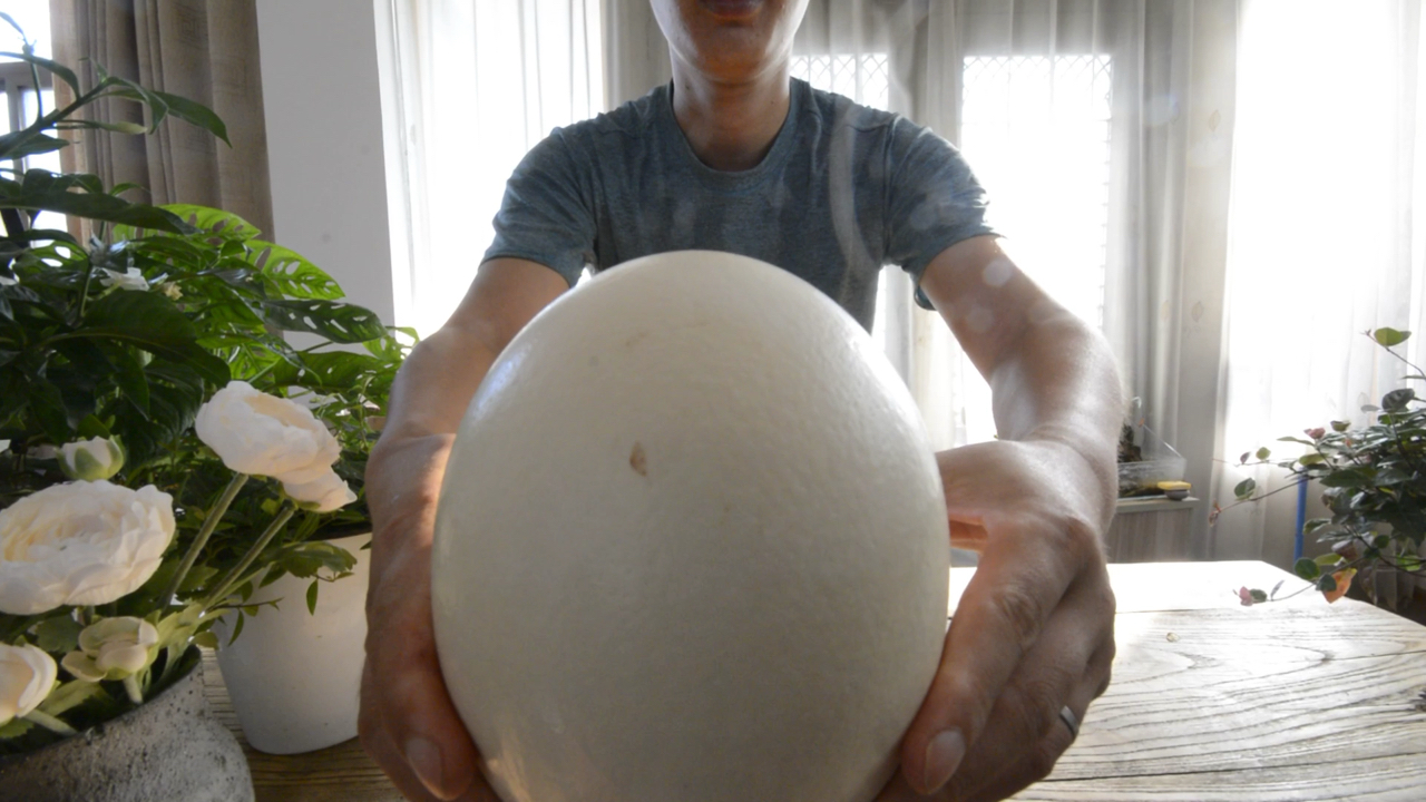 你猜一个3斤重的鸵鸟蛋,能做出多少炒蛋来?今天就让我告诉你