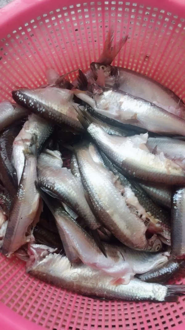 正宗岷江河河鱼