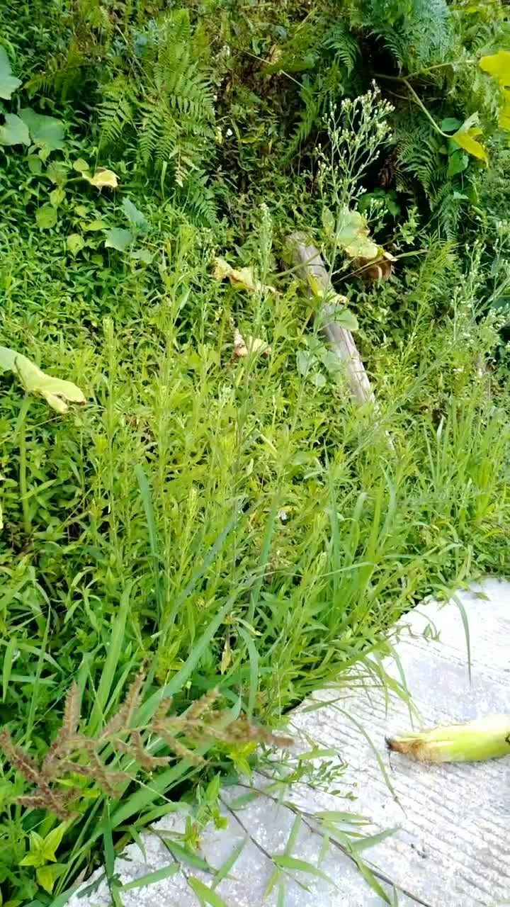 小时候爱玩的,一根赶牛鞭,削草如削面