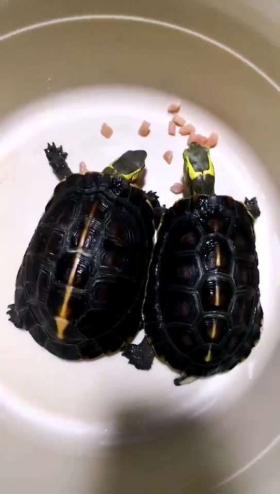 我养的招财龟……黄金头龟