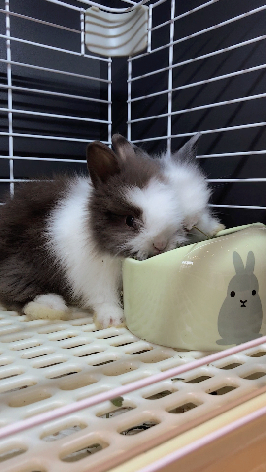 盖脸猫猫兔  萌翻了