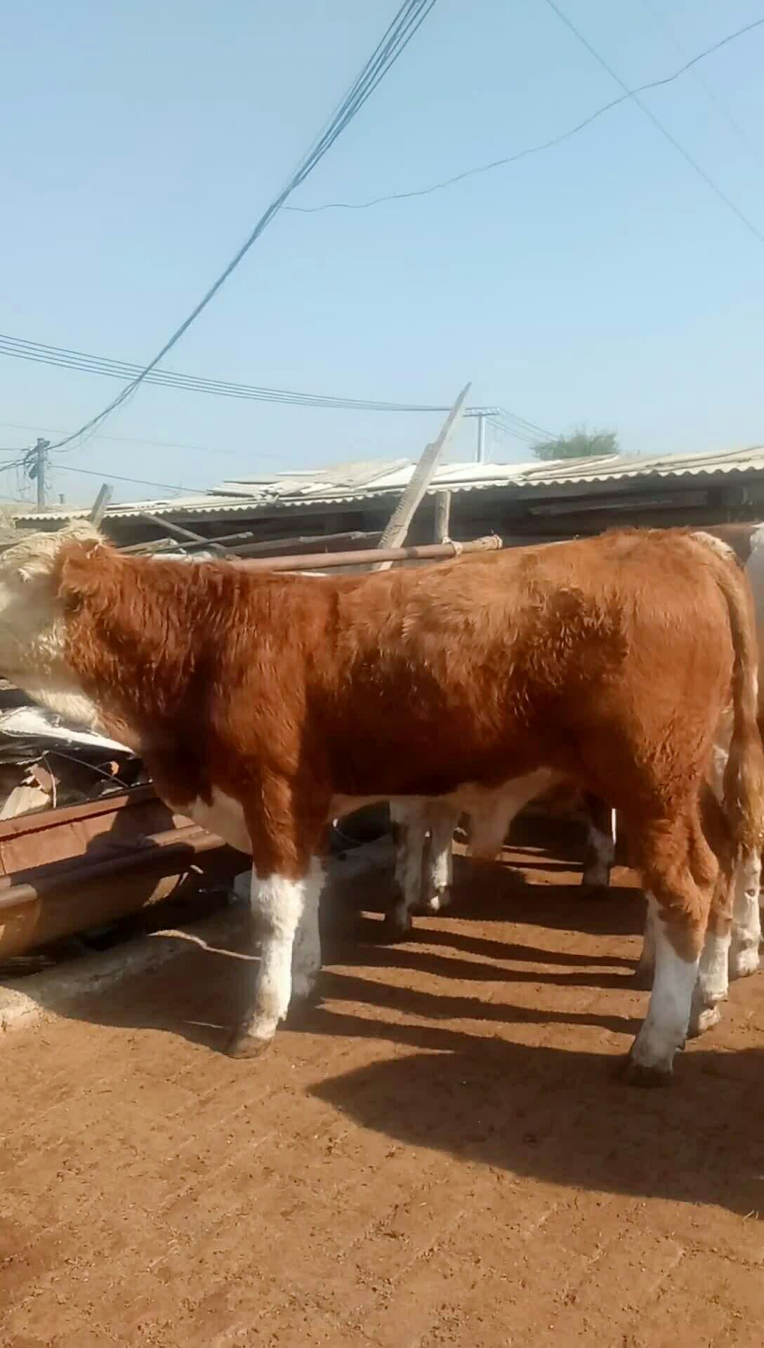 东北吉林西门塔尔架子公牛600斤左右