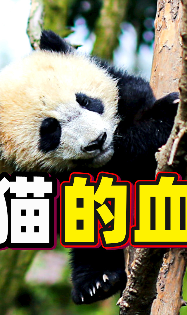 大熊猫的祖先是什么样的 #大熊猫介绍 #大熊猫 #萌宠