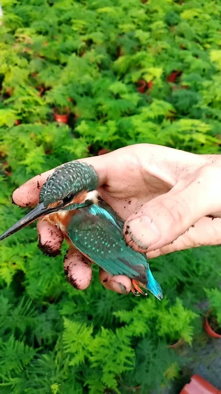 放生小鸟,飞吧飞吧0505