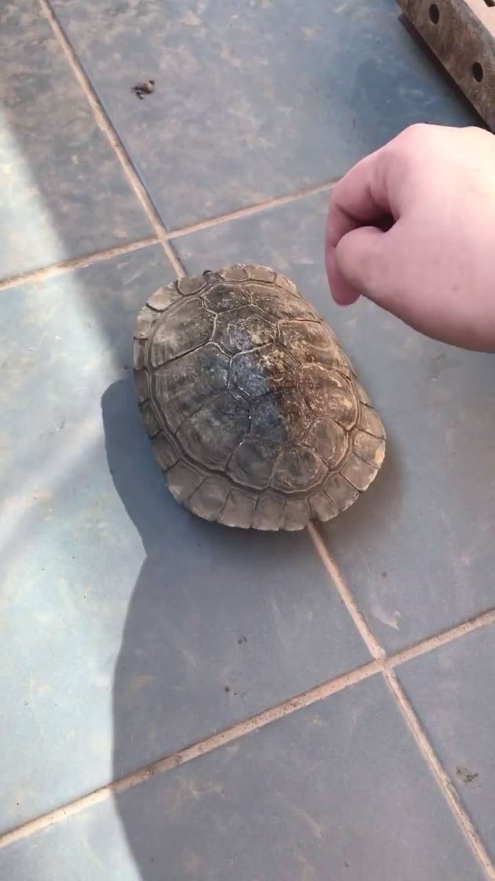 给你们看看一只缩头乌龟