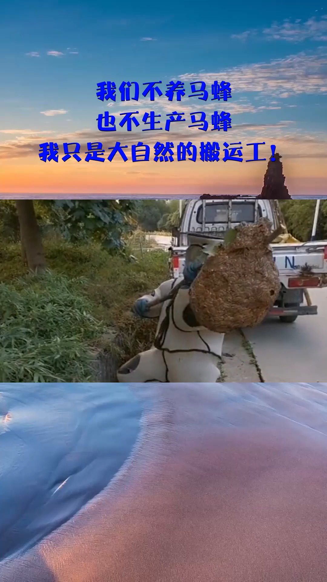 我们不养马蜂,也不生产马蜂,我只是大自然的搬运工!
