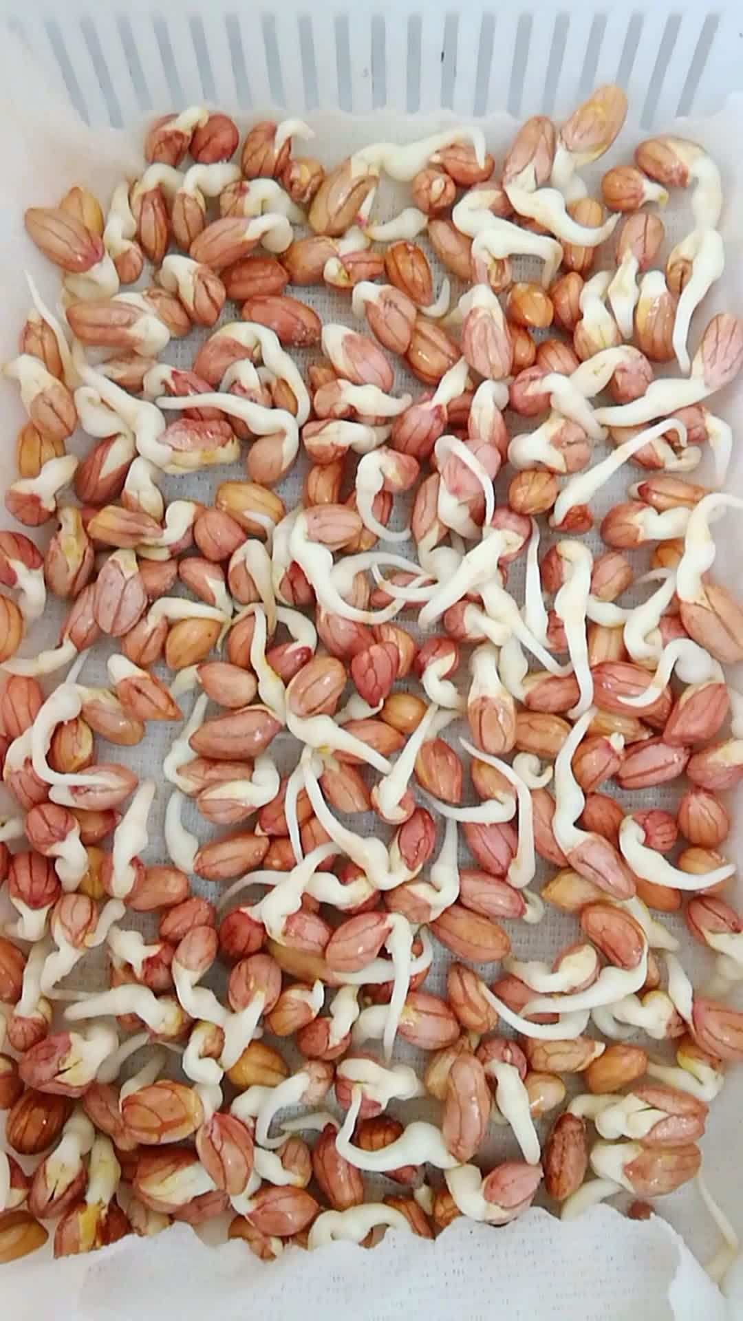 生花生豆芽第四天.