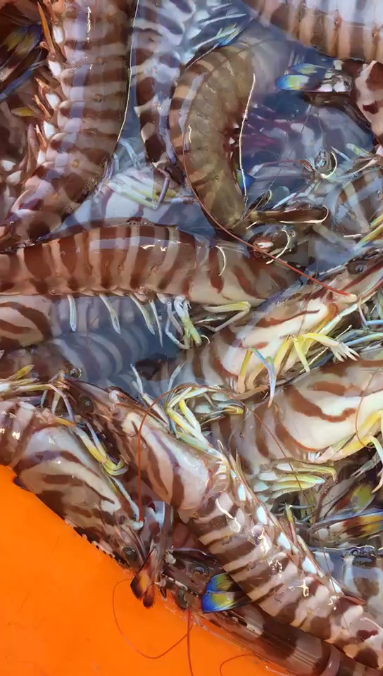 深海斑节虾,靠岸直接送冻库,保鲜到达.价高量少