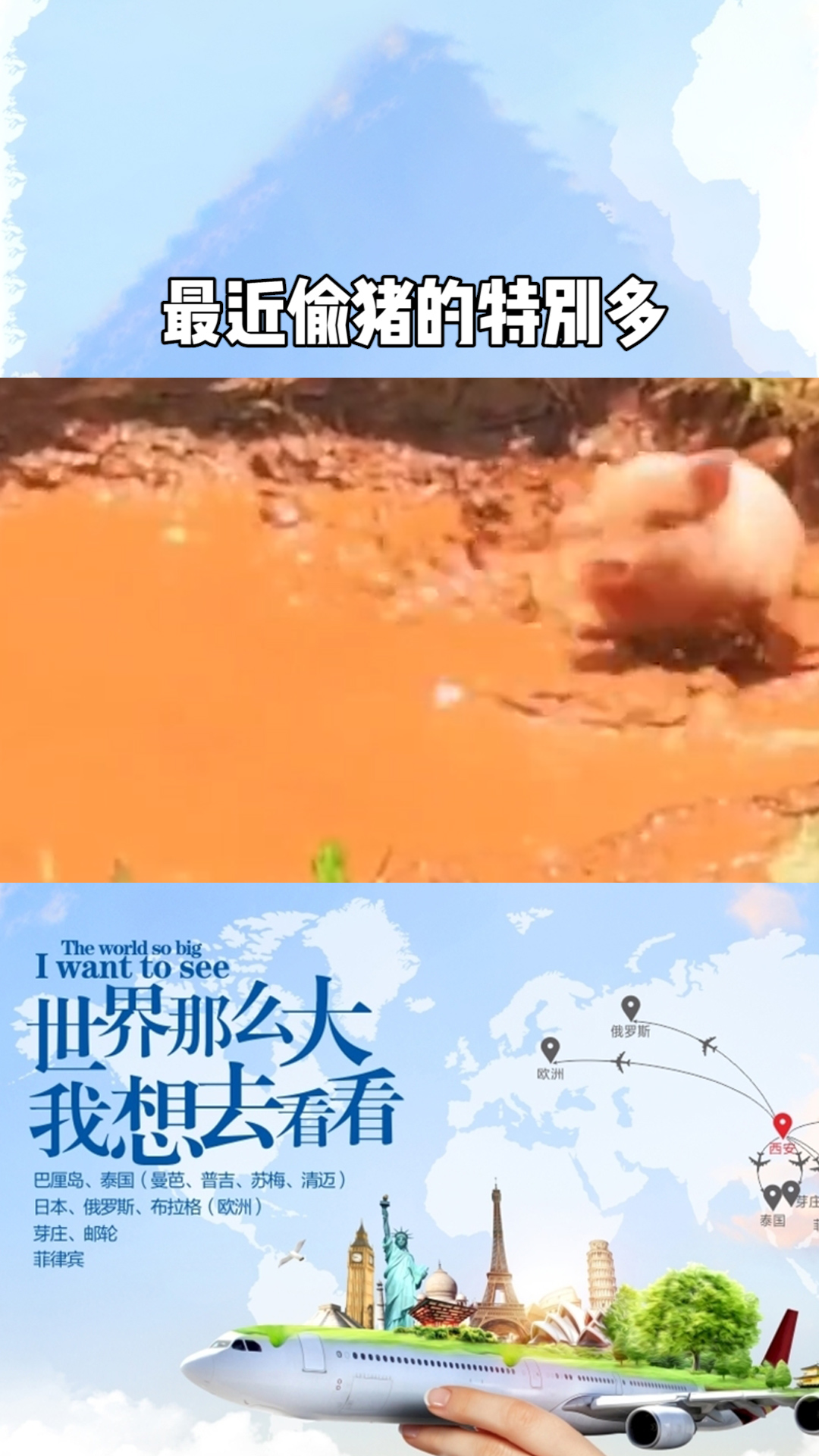 最近偷猪的特别多
