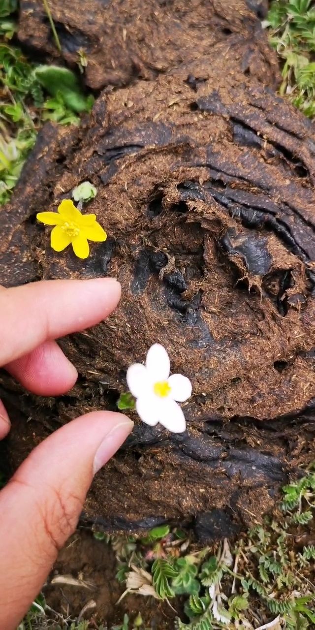 两朵鲜花插在牛粪上,高原的屎一点都不臭!真的!