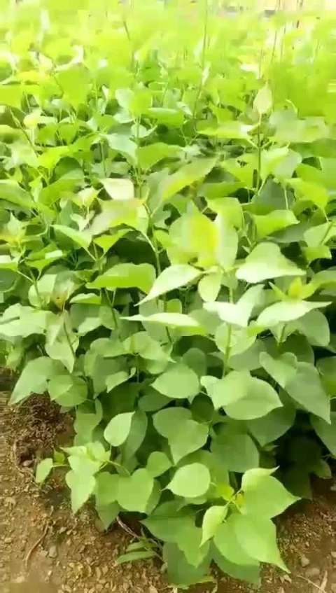 出售紫丁香露天杯苗40-60公分高,电话15141084717