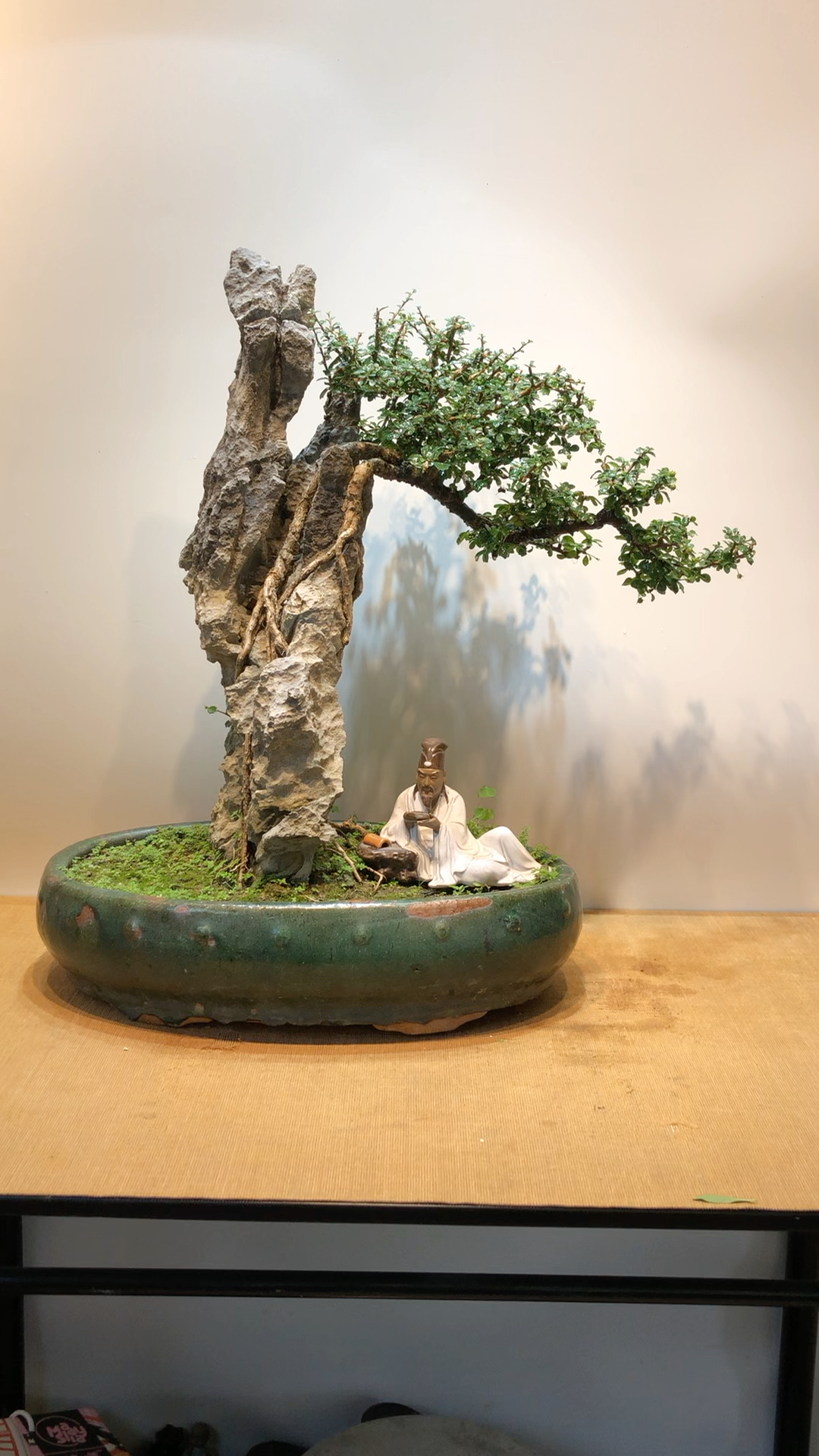 附石*福建茶,小叶品种,开花结果!