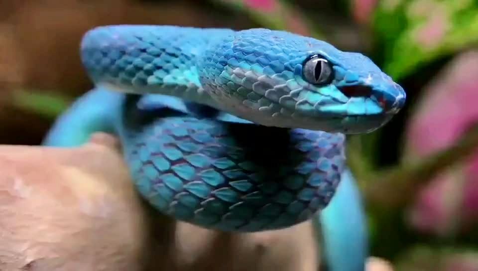 真想不到世界上还有如此美丽的蛇.求哪位网友告知这是什么品种?