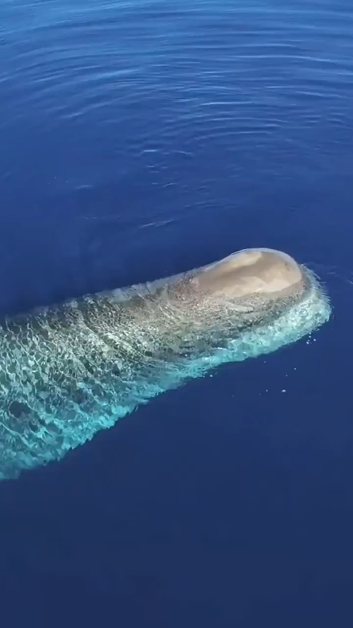 深海抹香鲸的远古之声