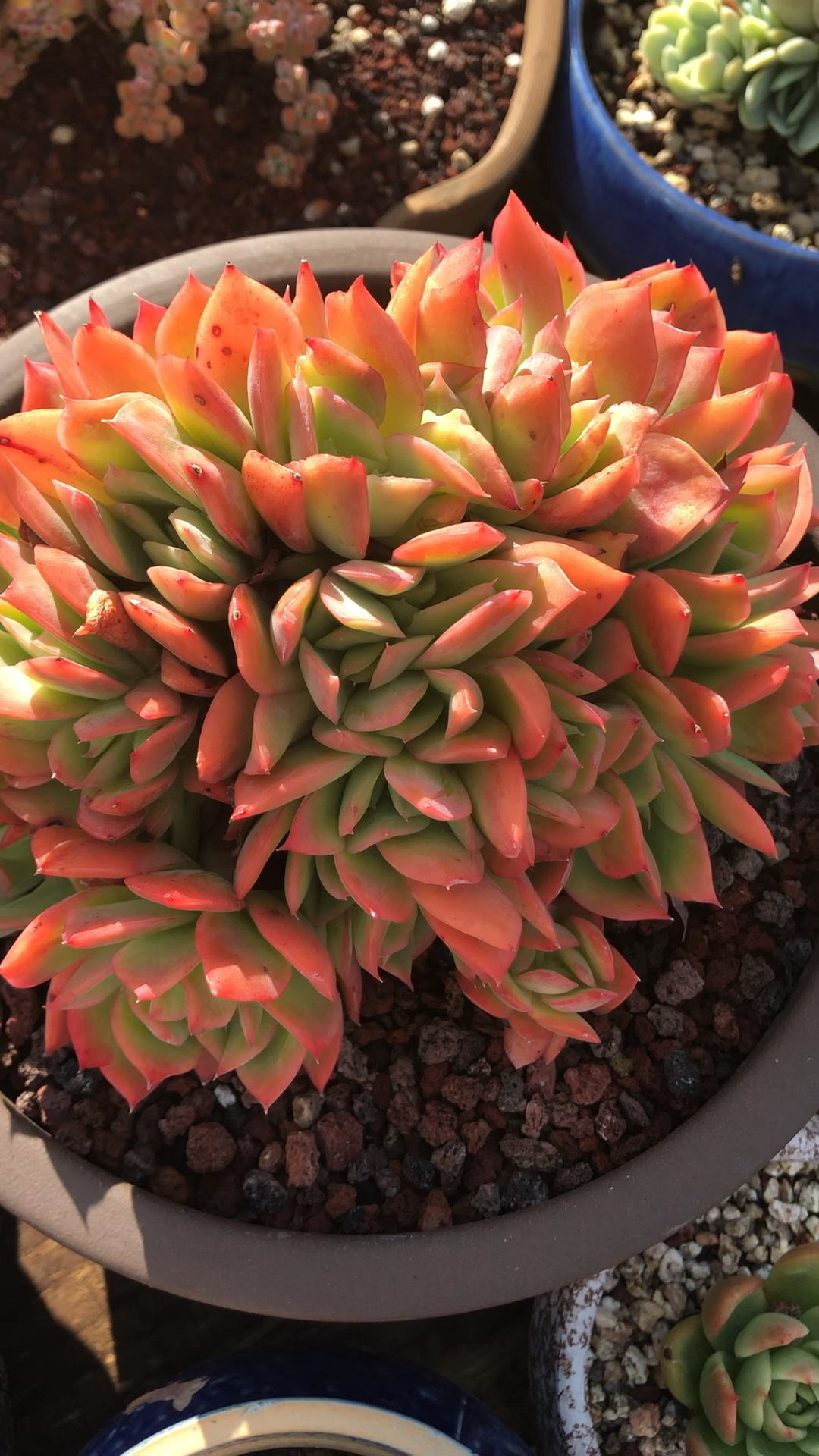 绮罗缀化