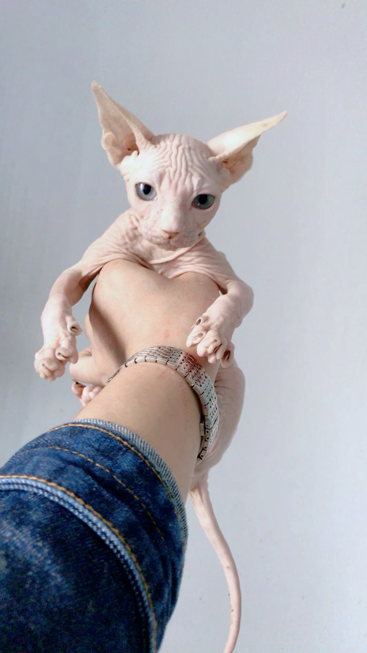 法老,斯芬克斯 无毛猫!