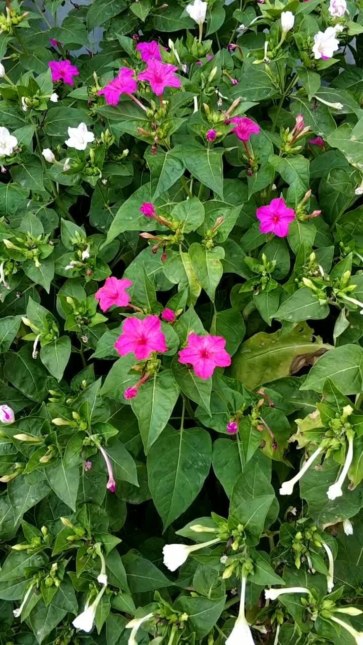 烧汤花,故名思义做晚饭时开的花,我们这叫法