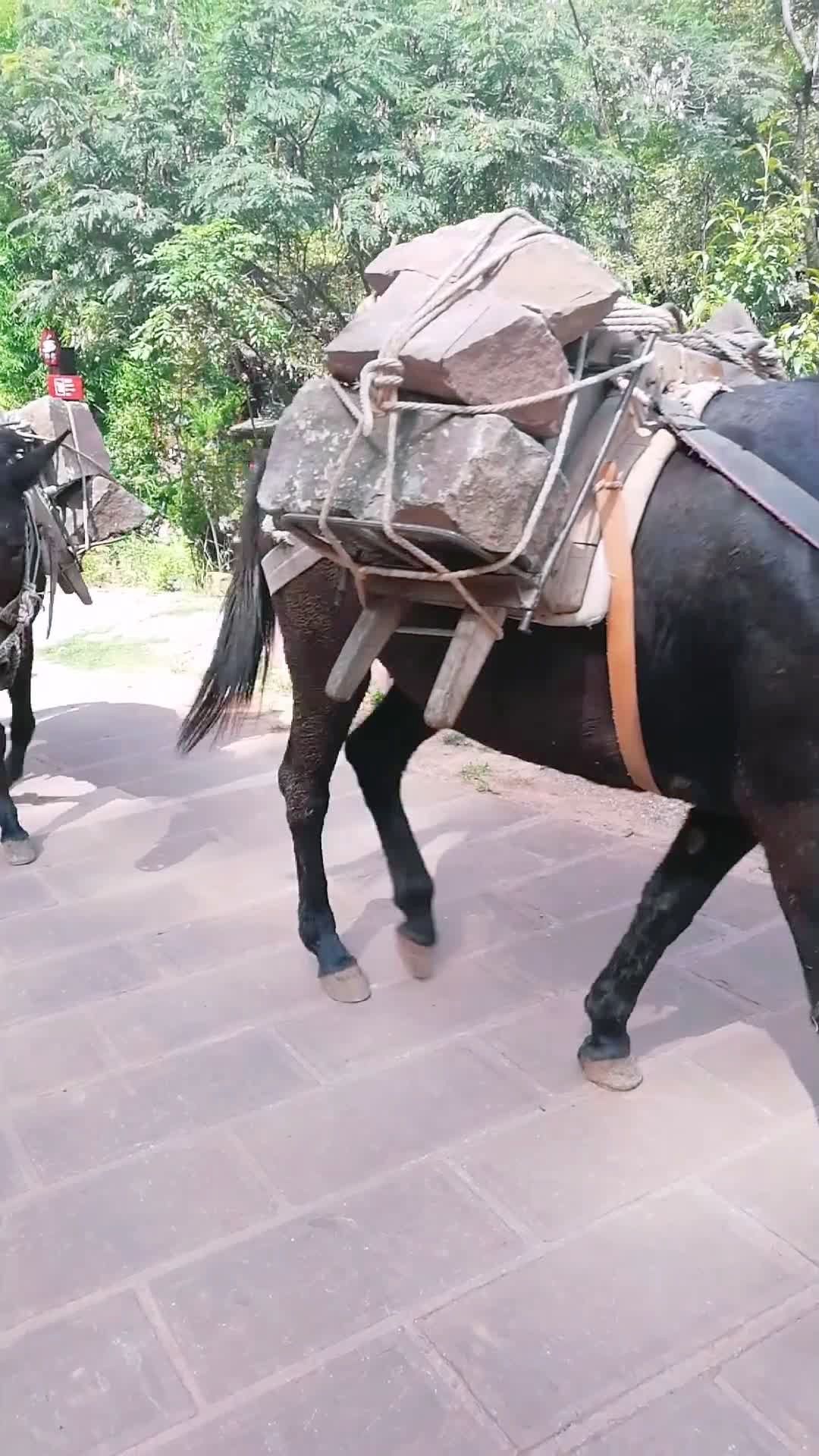 古村的房子建起来还真不容易,全是靠马一点点地驮上去的!