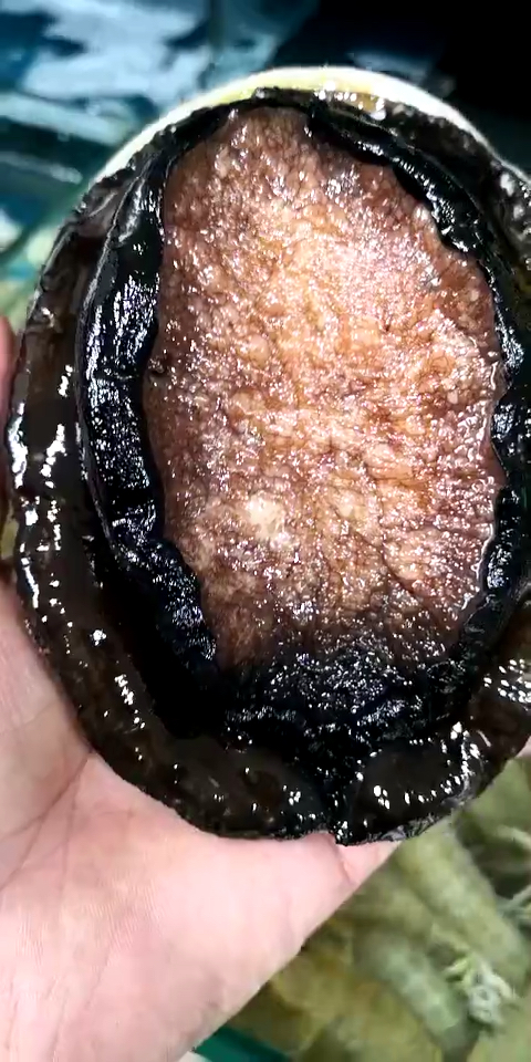 大黑鲍,澳洲鲍鱼. 我在虹桥路深海活鲜等你来.