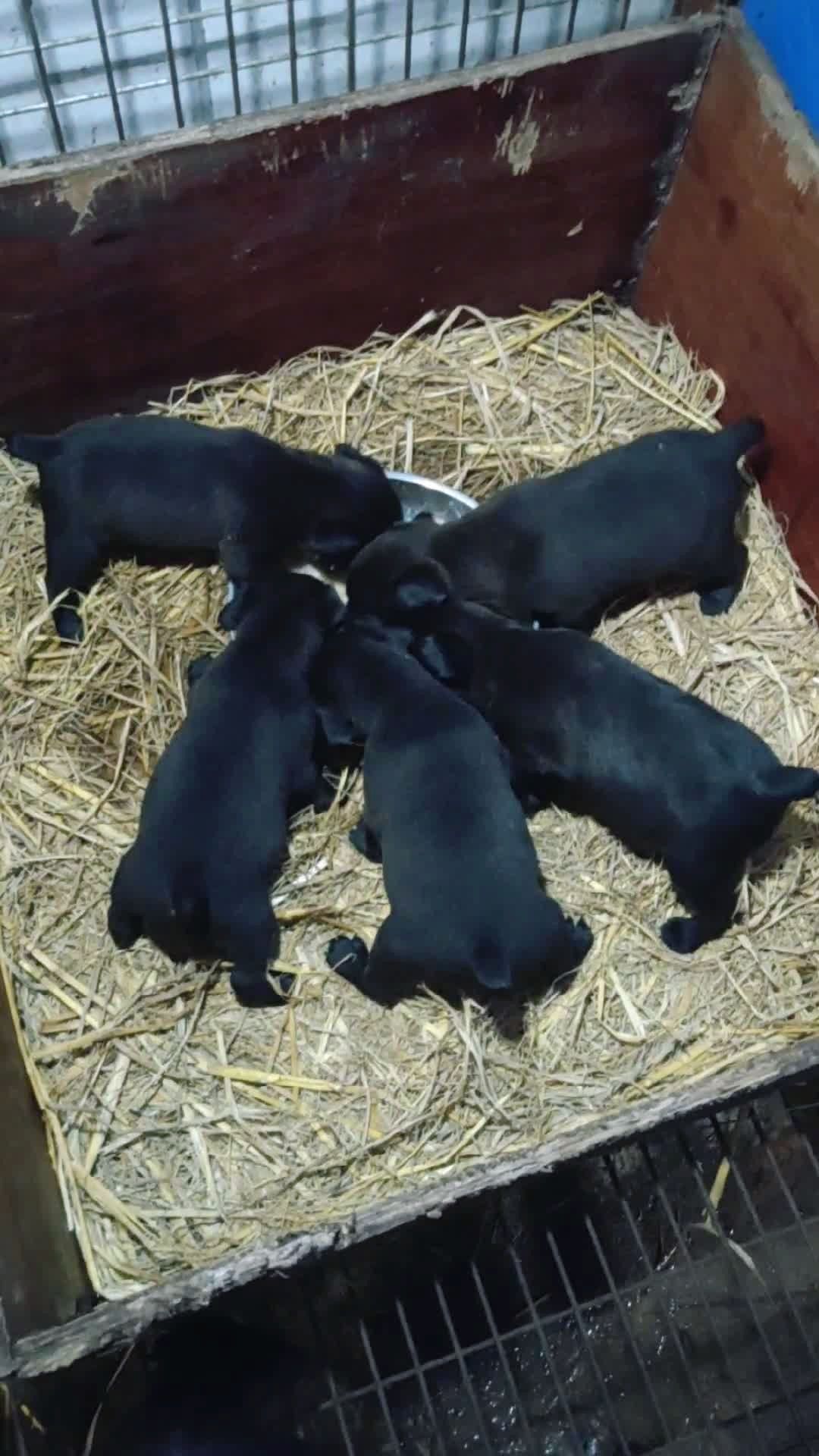 火梗小狗快满月了