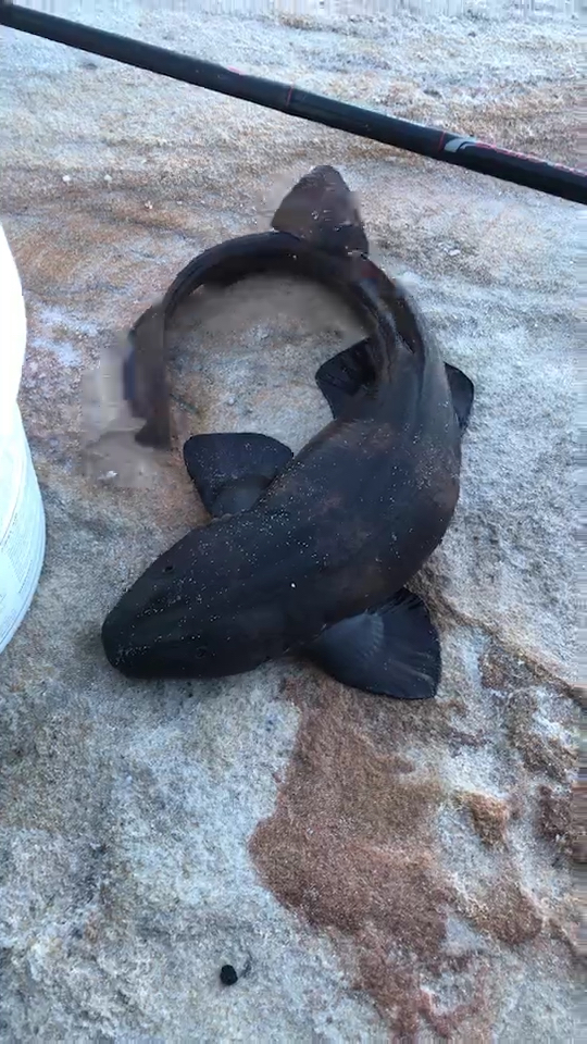 虎头鲨吃什么食物图片