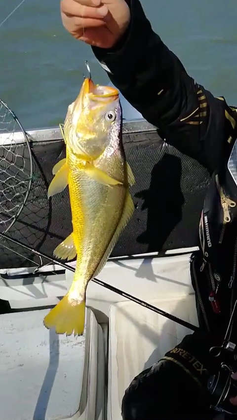 小黄不才,若得姑娘喜欢,万死不辞.  ———海钓黄花鱼