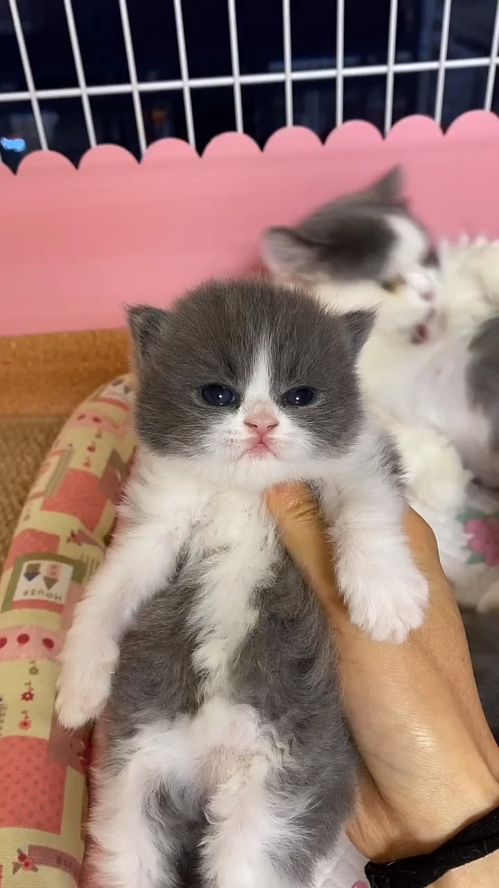 英短蓝猫白围脖白手套,英短白手套_大山谷图库