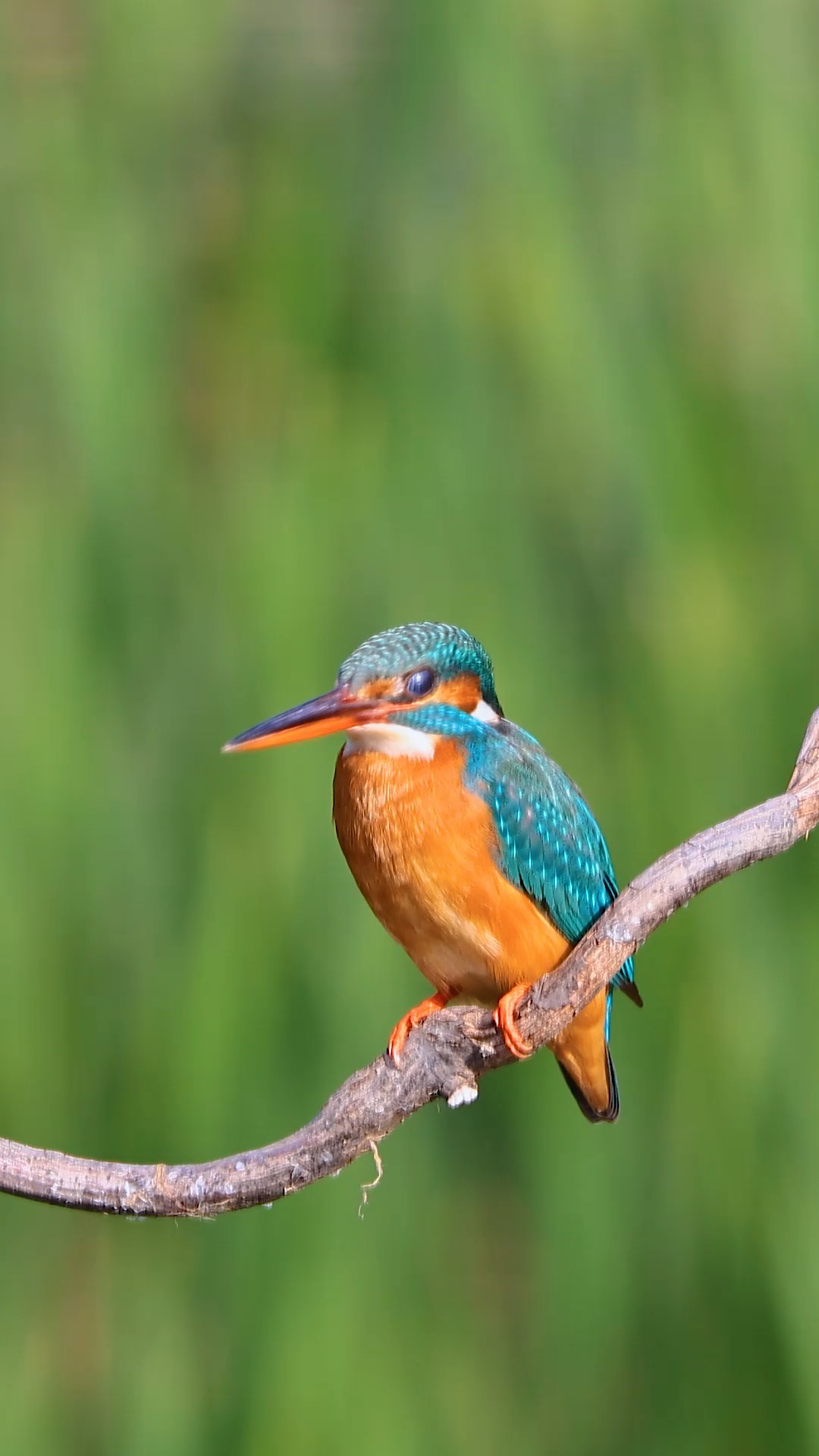 翠鸟#鸟类摄影 #唯美意境  #高清60帧