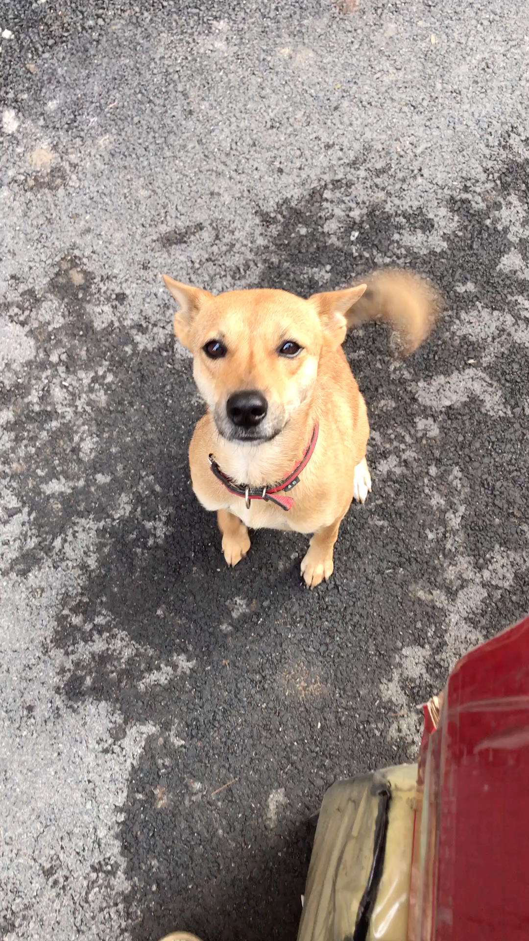 家有唐犬,唐犬小黄听到我拉行李箱回来的声音,跑来村口接我