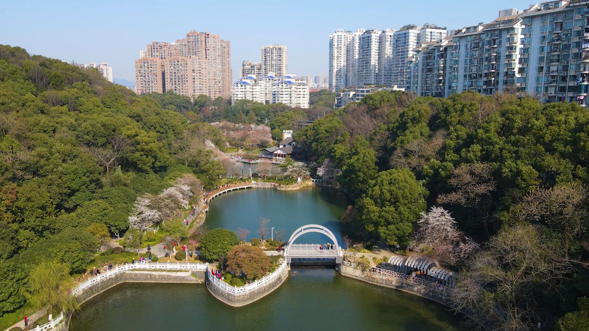 长沙望月公园樱花盛开