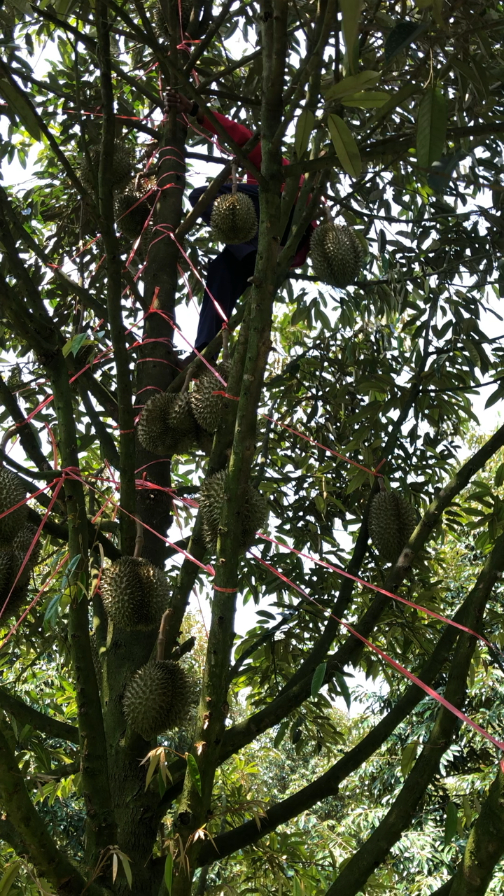 摘榴莲也是要技术!接榴莲更加要技术!