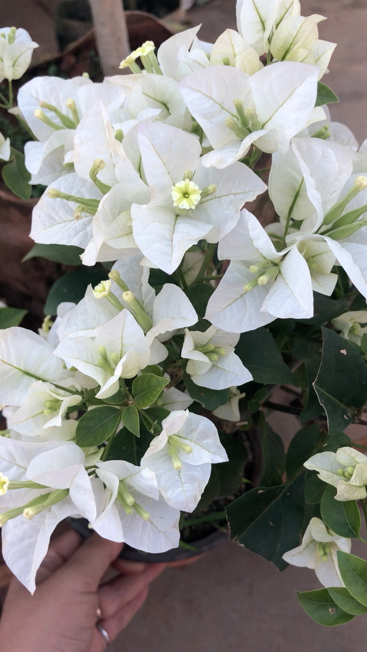 小盆白雪公主三角梅