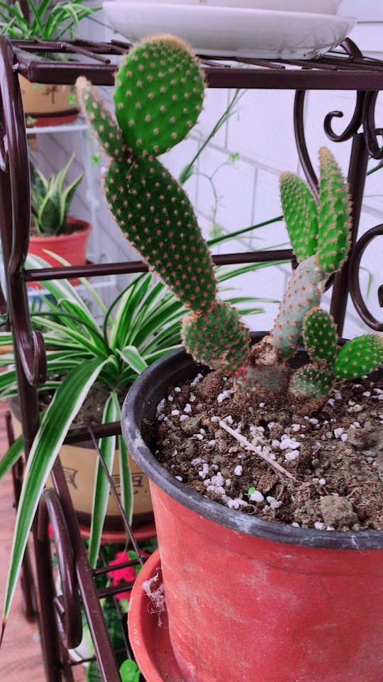 一个有志向成为熊猫的仙人掌91 天天长啊长啊 @经纪人小微