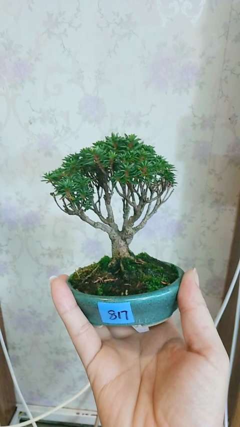 日本原盆进口杜鹃,早乙女小町,喜欢的朋友一起来围观吧!