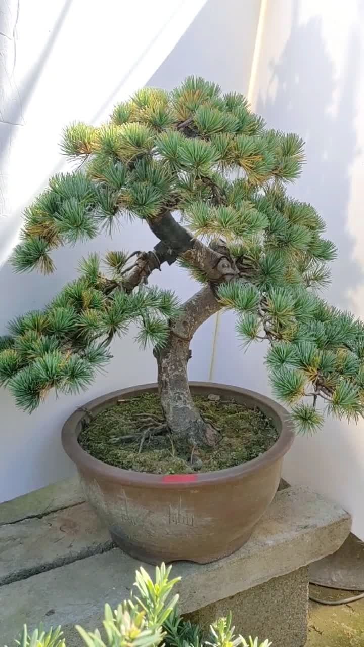 五针松盆景老桩