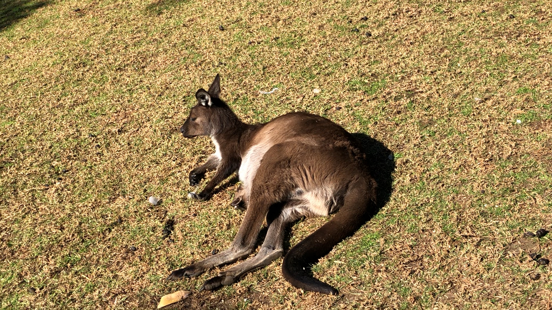 小袋鼠太调皮,妈妈最后那个挠背太销魂了