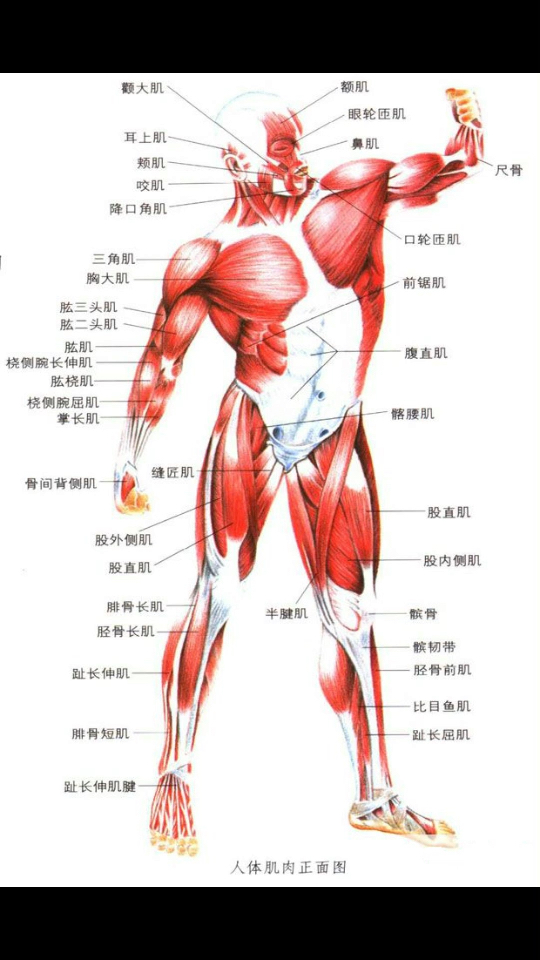 人体肌肉名称图解图片