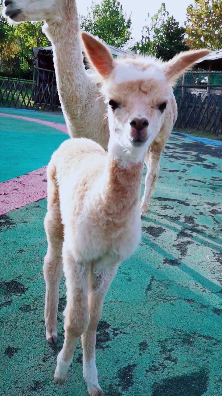 刚生下来两天的小羊驼,超级可爱!