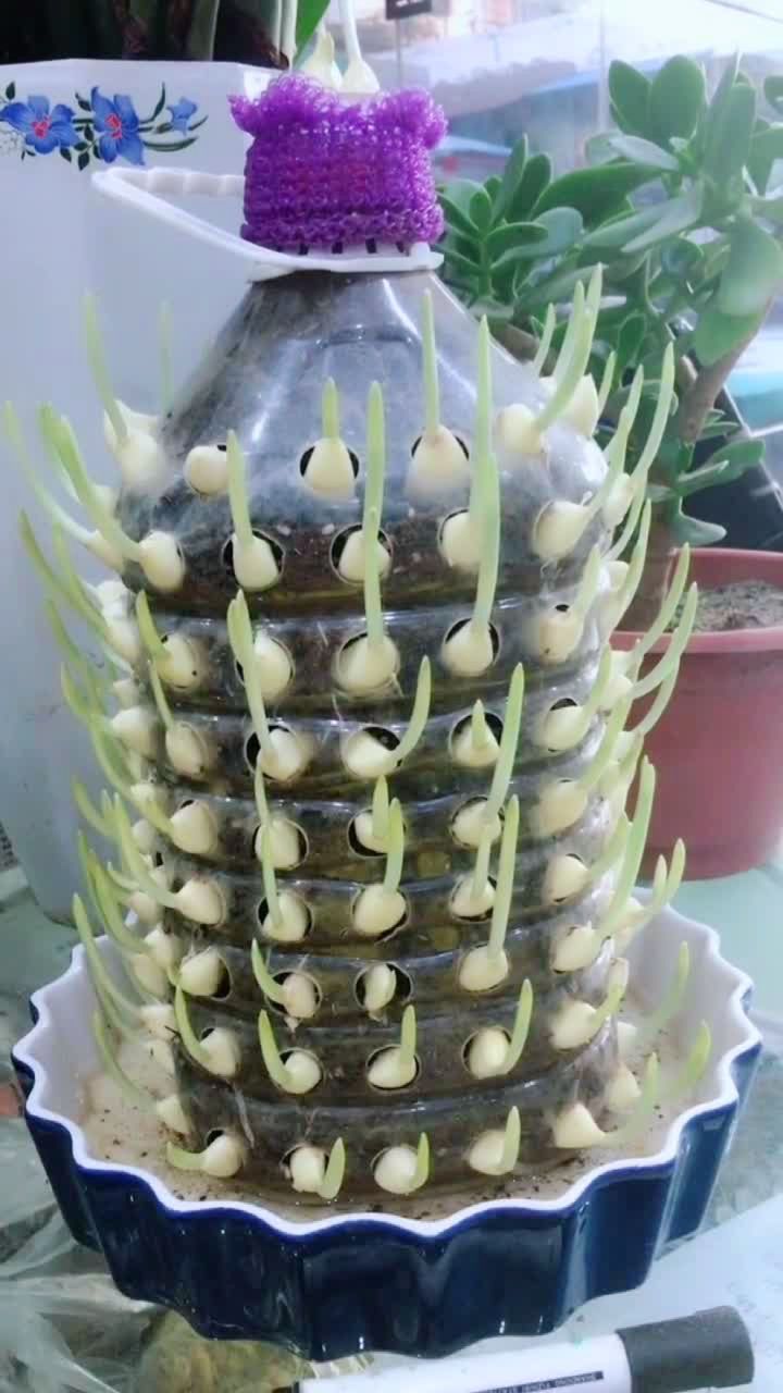 油桶种大蒜!现在的人越来越聪明了!